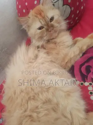 A Persian Cat