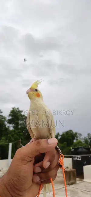 লোটিনো ককাটেল