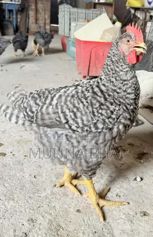 মোরগ 2 মাস বয়সী