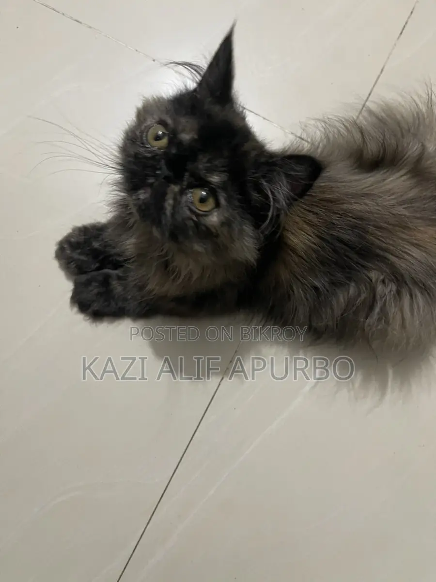Exotic Persian Cat Female Kitten