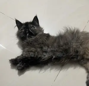 Exotic Persian Cat Female Kitten
