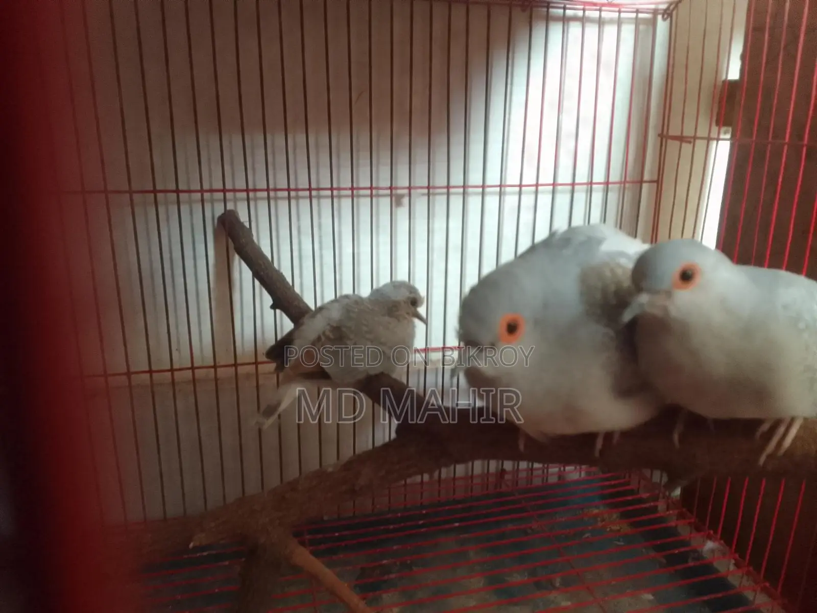 Diamond Dove Master Pair