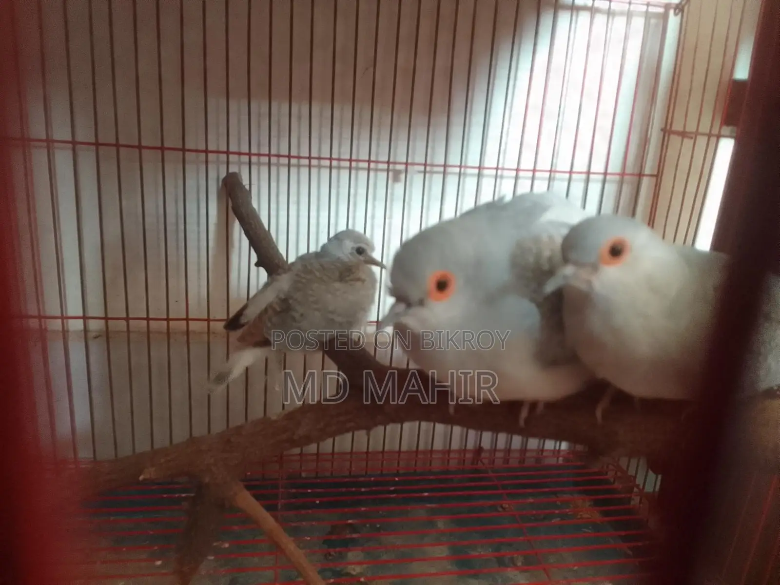 Diamond Dove Master Pair