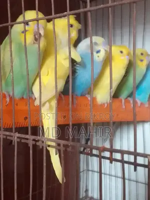 Diamond Dove Master Pair