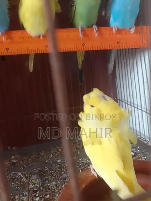 Diamond Dove Master Pair
