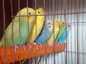 Diamond Dove Master Pair
