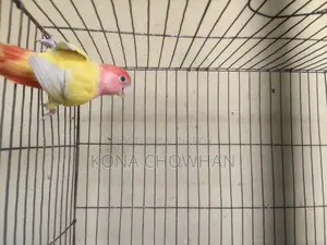 Love Bird