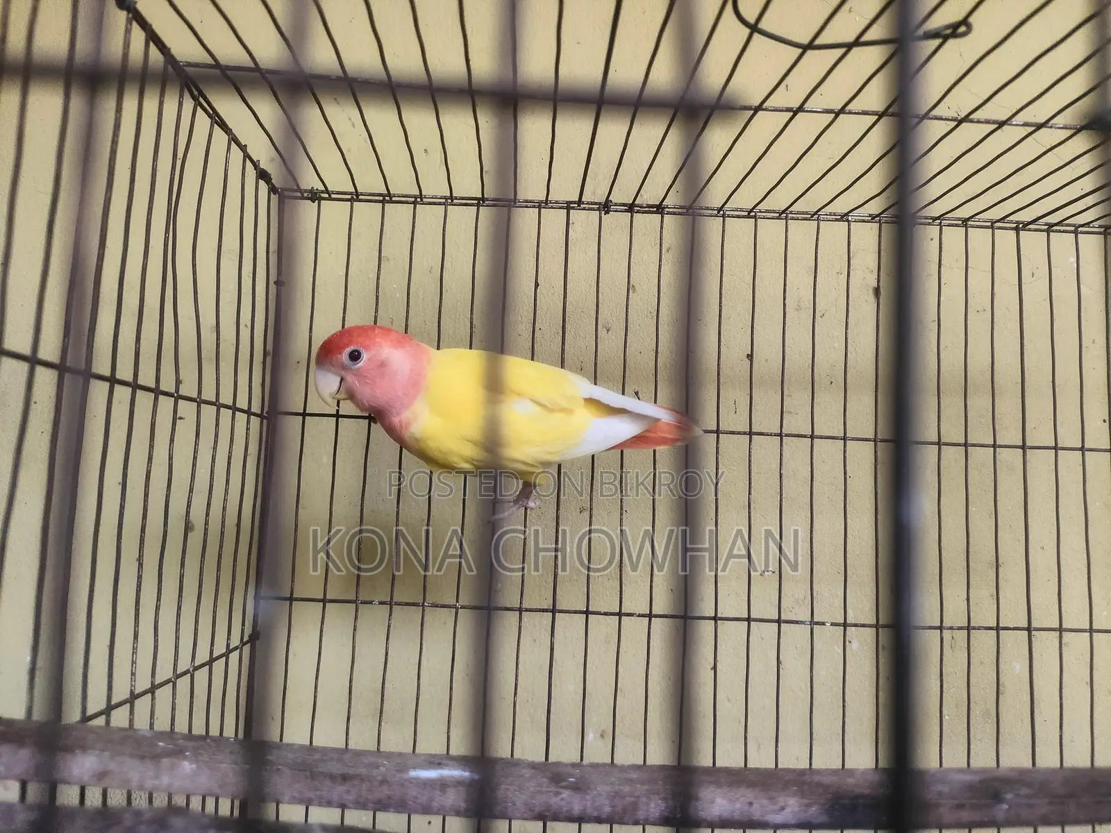 Love Bird