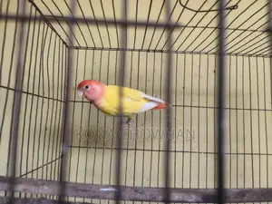 Love Bird
