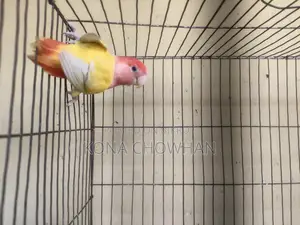 Love Bird