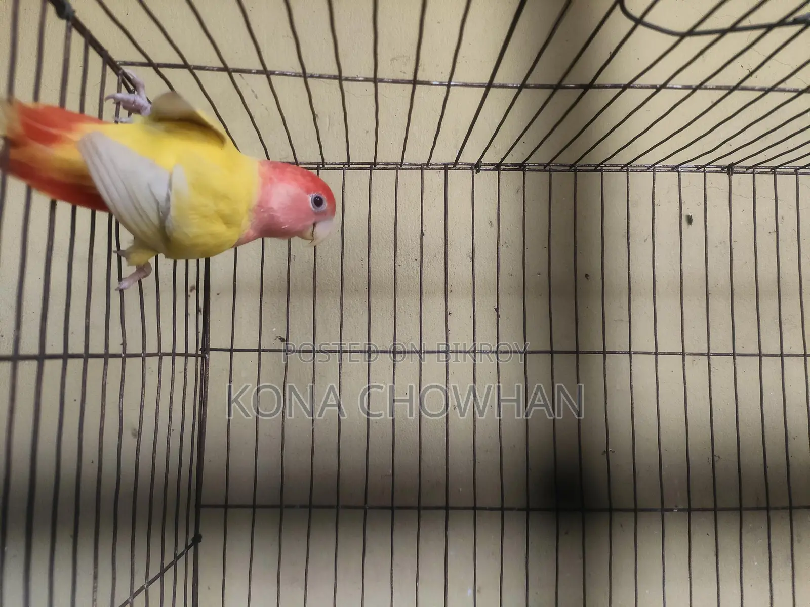 Love Bird