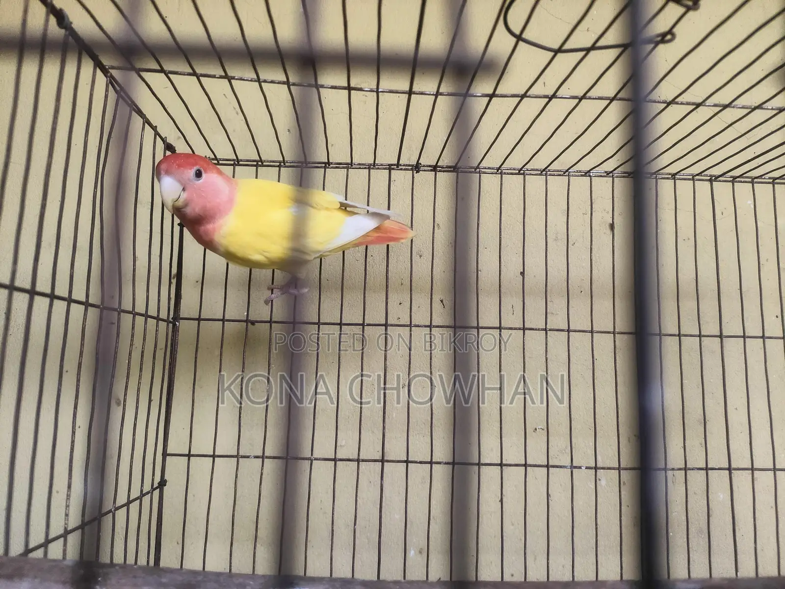 Love Bird