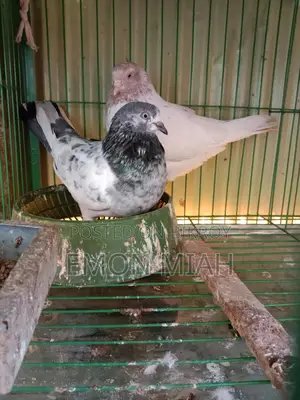 কবুতর