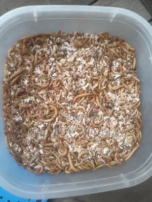 মেল ওয়াম