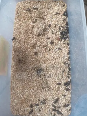 মেল ওয়াম