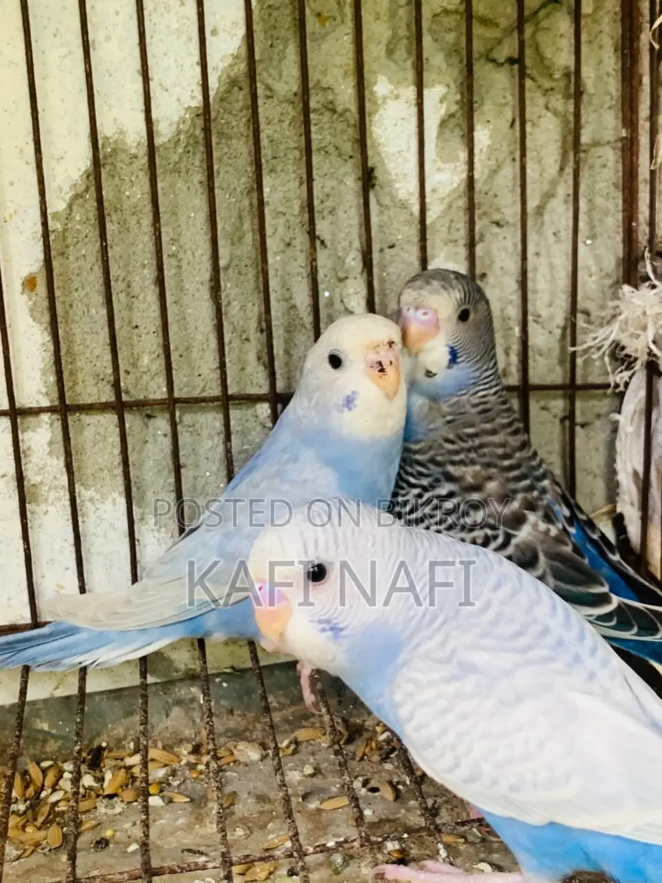 Budgerigar Birds