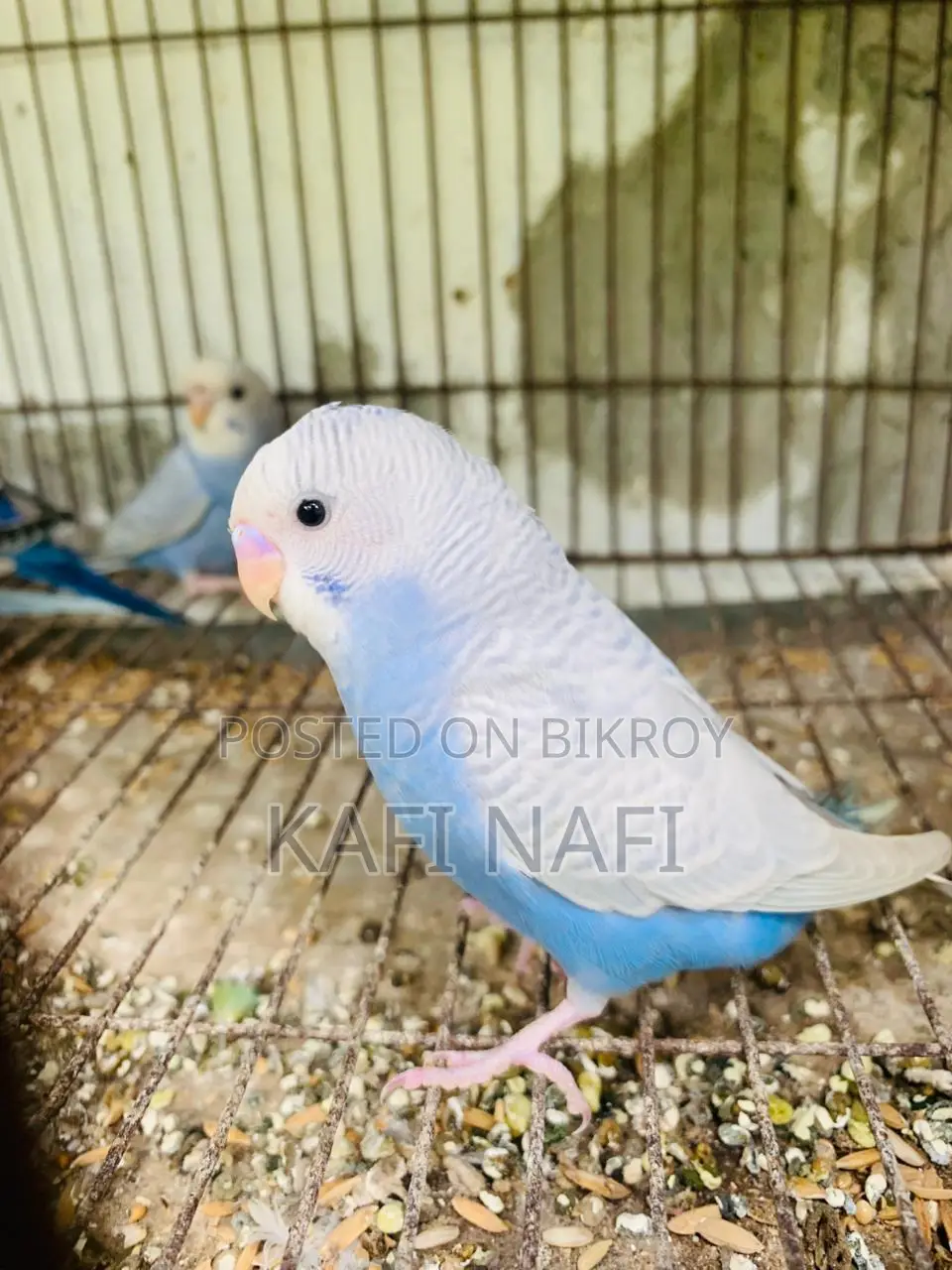 Budgerigar Birds