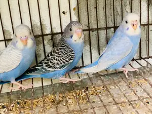 Budgerigar Birds