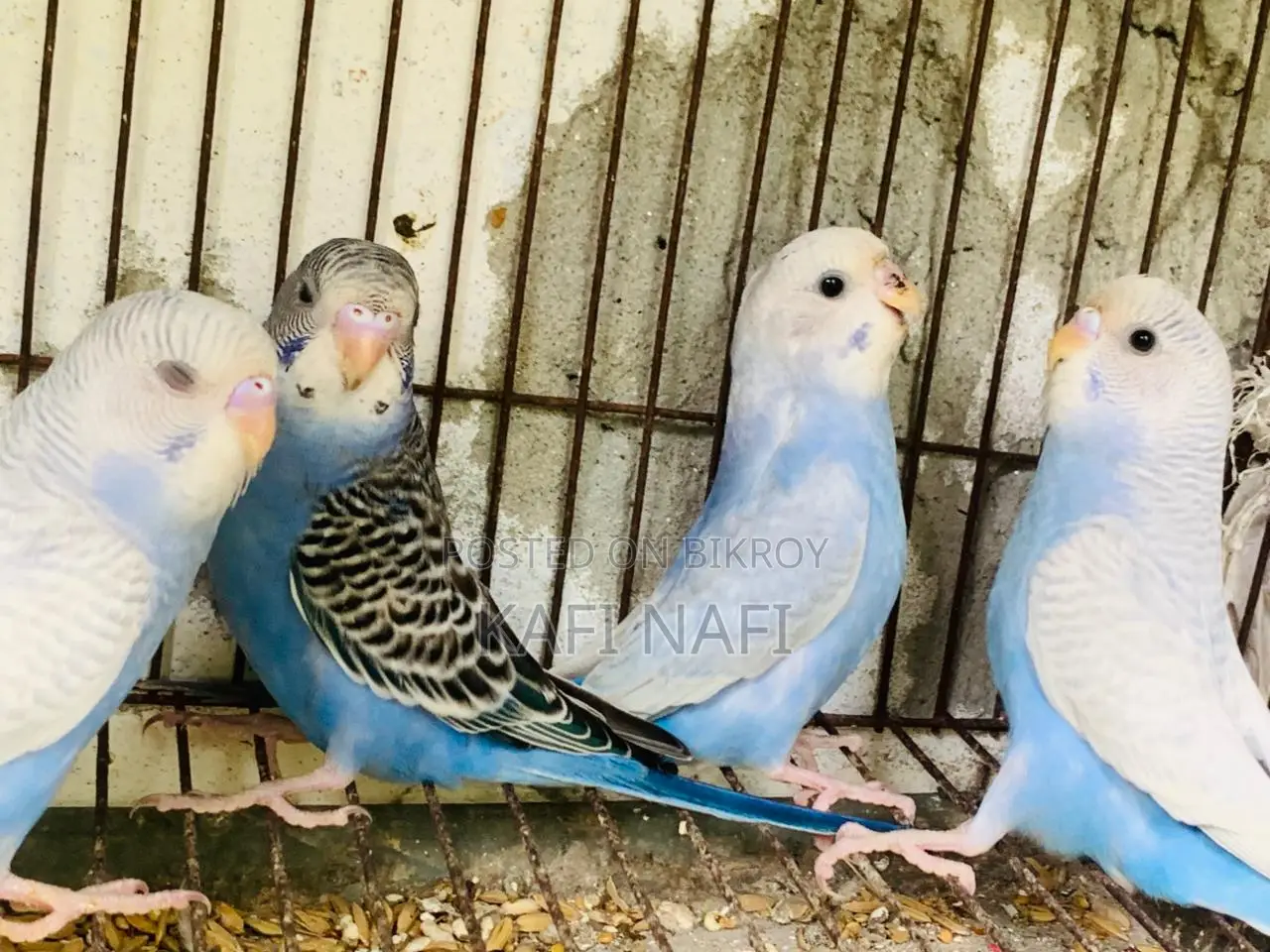 Budgerigar Birds