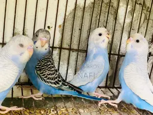 Budgerigar Birds