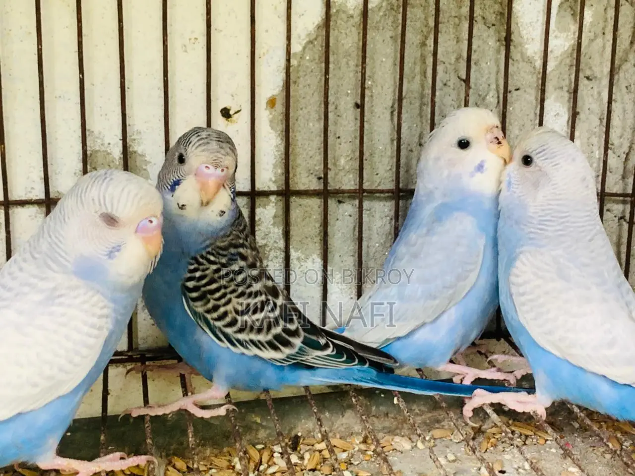 Budgerigar Birds