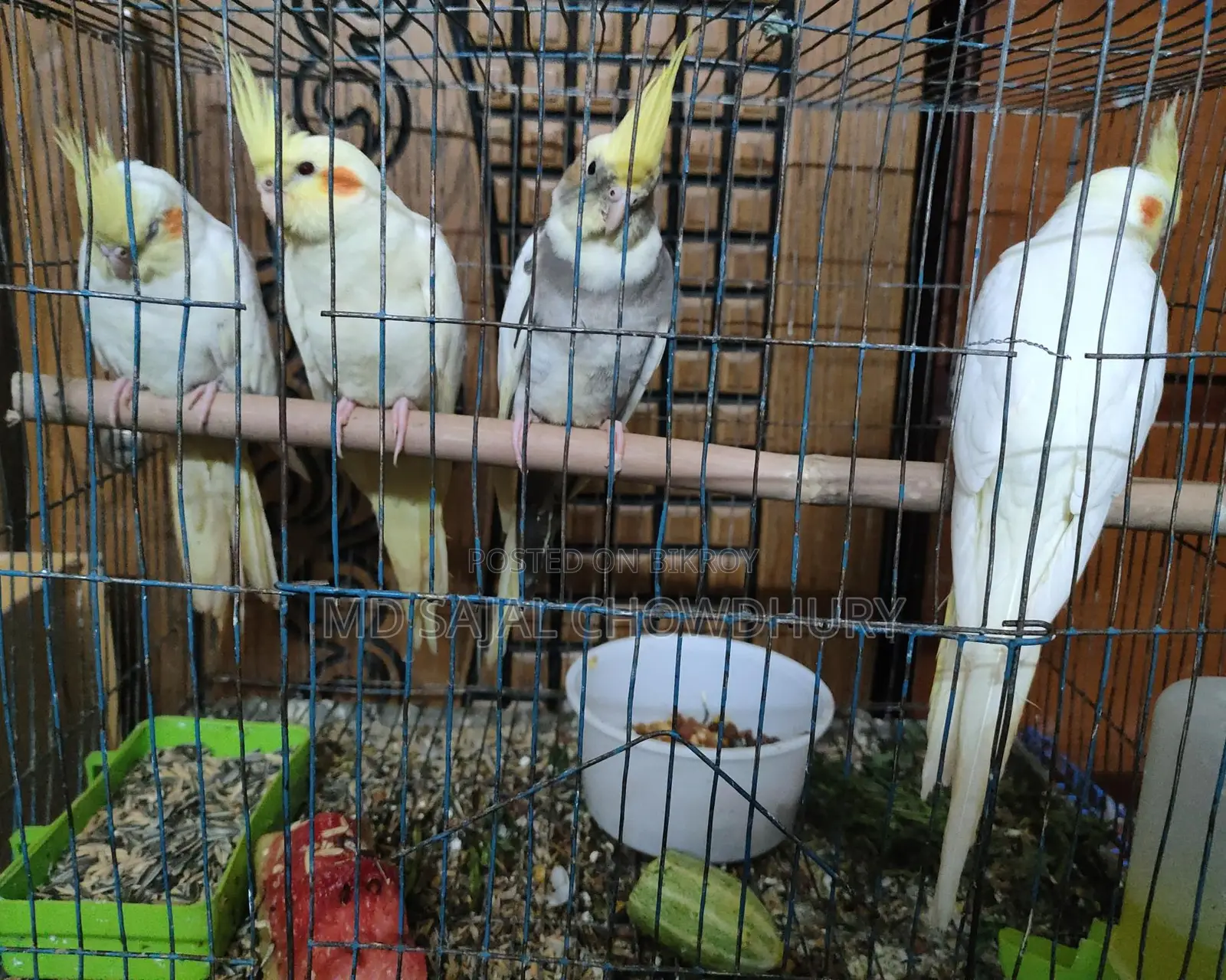 30 Pairs of Breeding Cockatiels: Lutino, Pied, Pearl, Albino