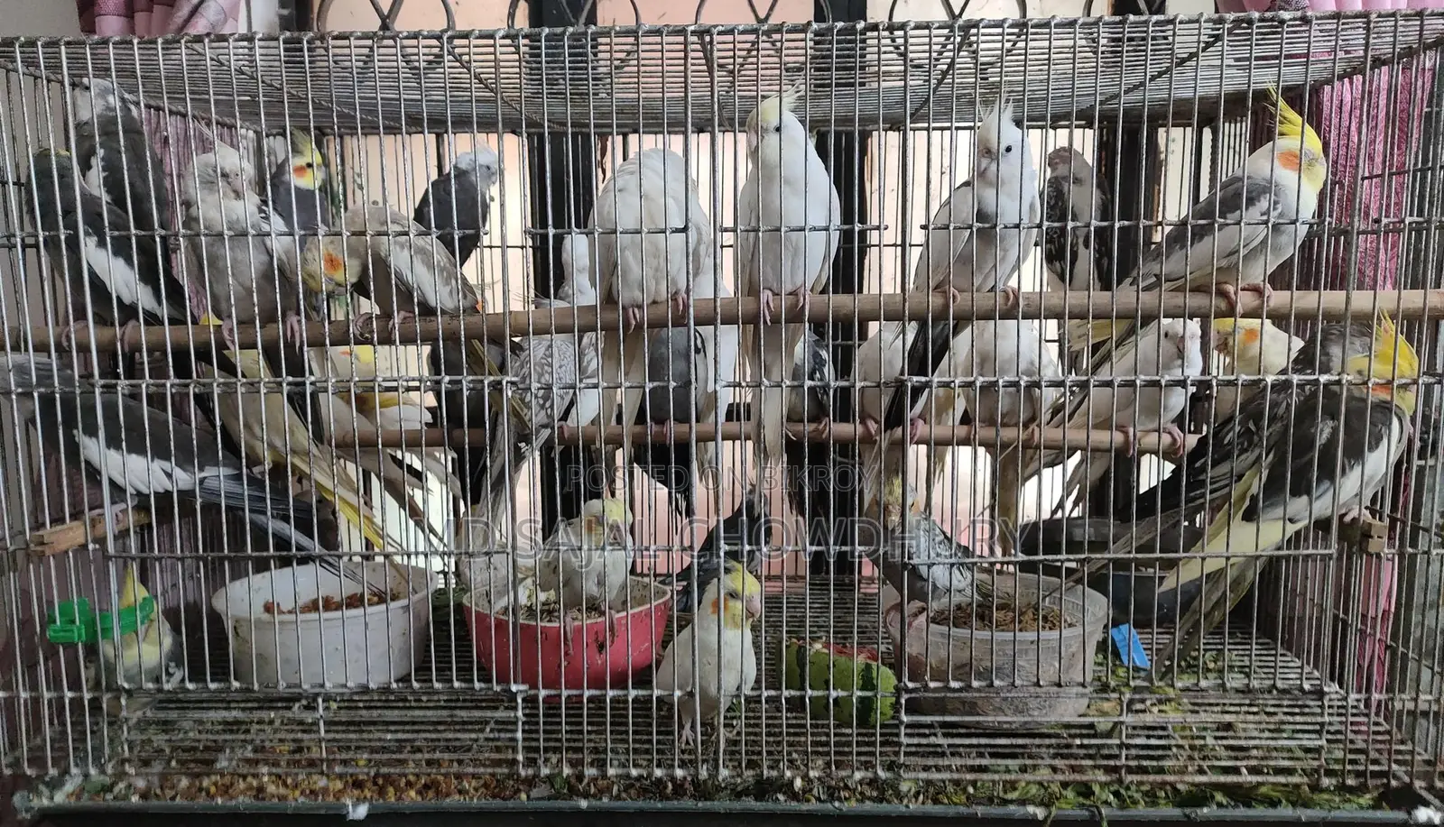 30 Pairs of Breeding Cockatiels: Lutino, Pied, Pearl, Albino