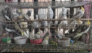 30 Pairs of Breeding Cockatiels: Lutino, Pied, Pearl, Albino