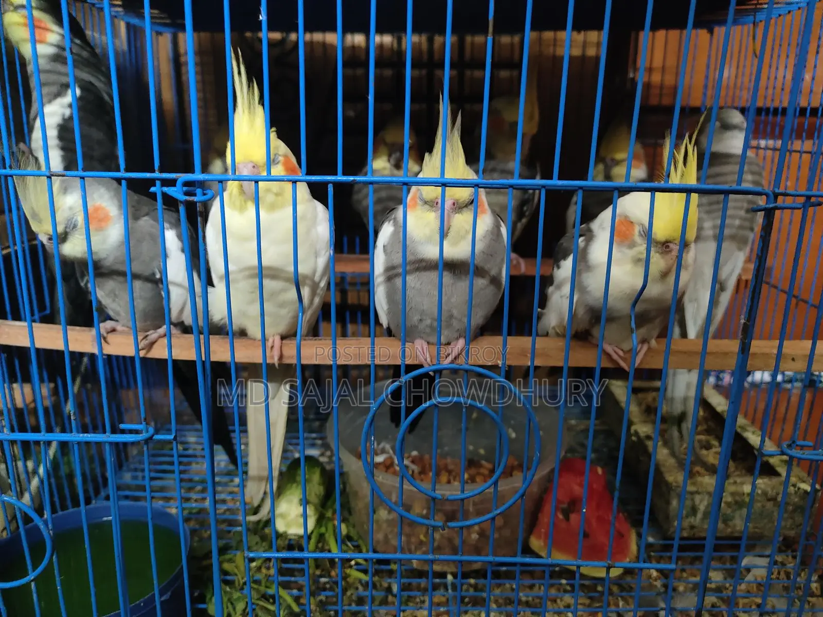30 Pairs of Breeding Cockatiels: Lutino, Pied, Pearl, Albino