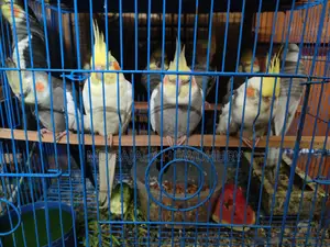 30 Pairs of Breeding Cockatiels: Lutino, Pied, Pearl, Albino
