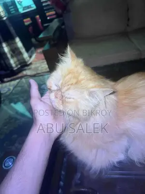 Persian Cat