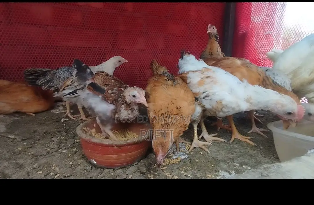 দেশি মুরগী বাচ্চা