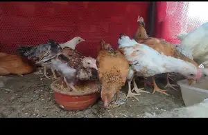 দেশি মুরগী বাচ্চা