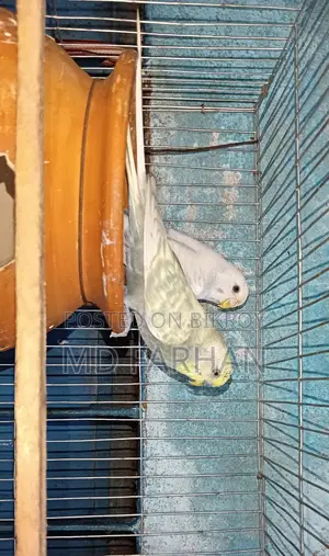 বাজরিগার পাখি