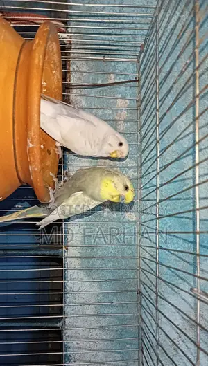 বাজরিগার পাখি