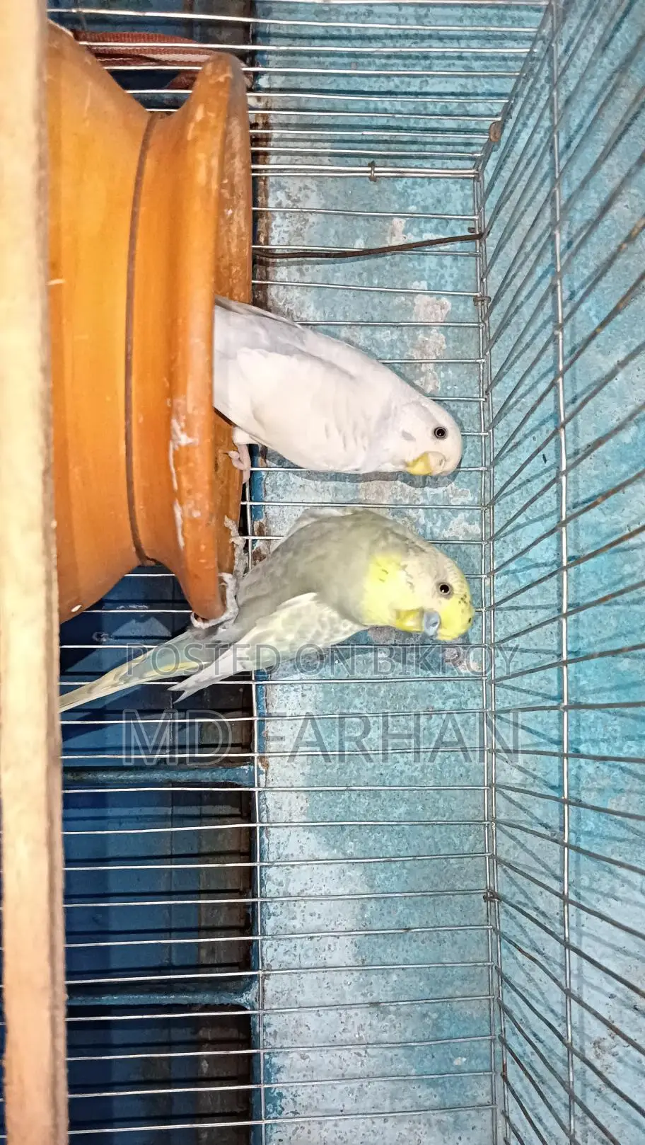 বাজরিগার পাখি