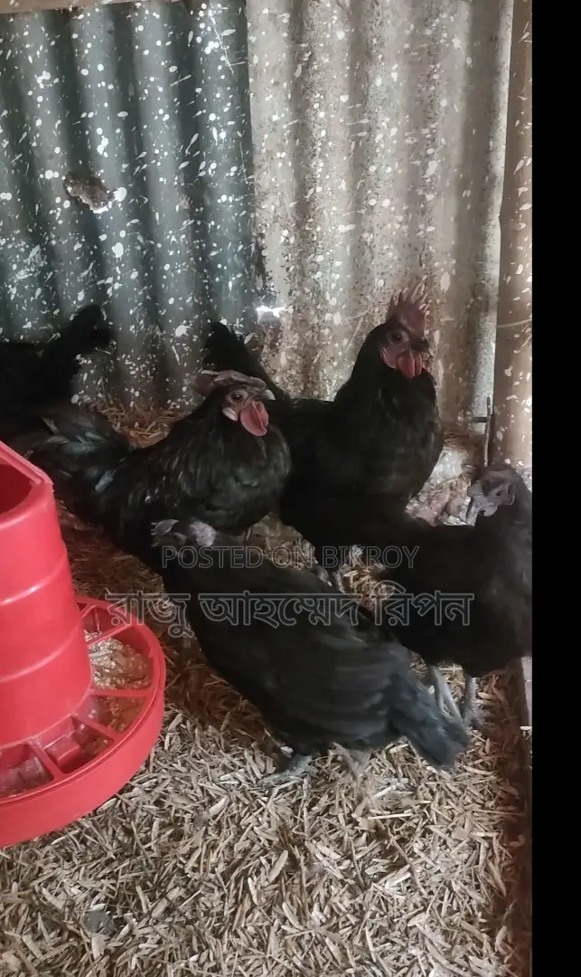 কালো মাংশের মুরগী কাদানাথ