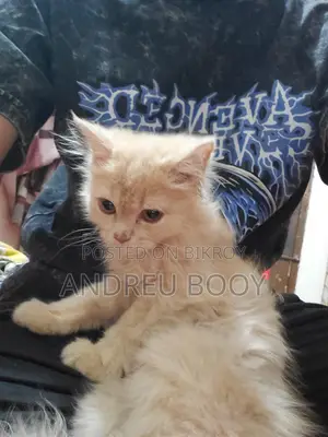 Male Persian