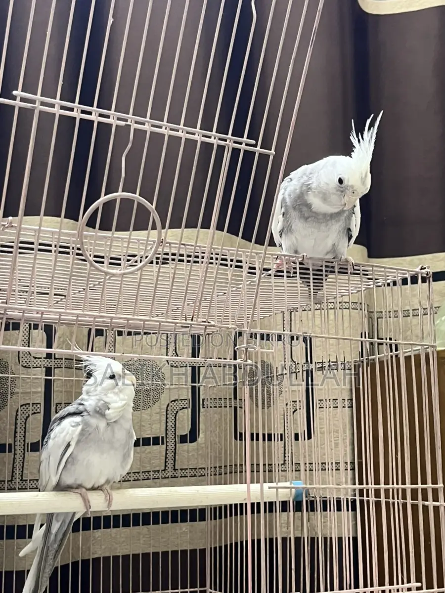 Wf Pied Cockatiel Bird Pair