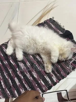 Kitten