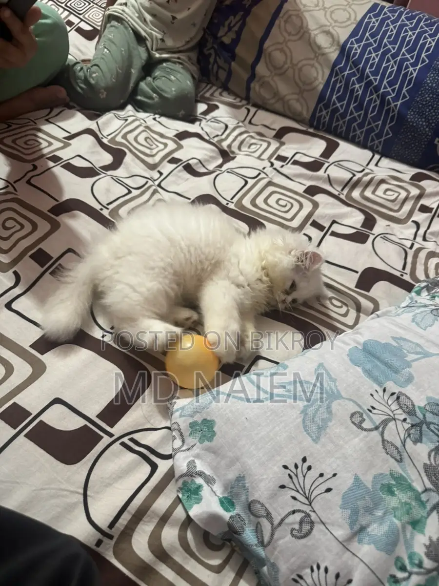Kitten