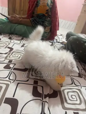 Kitten