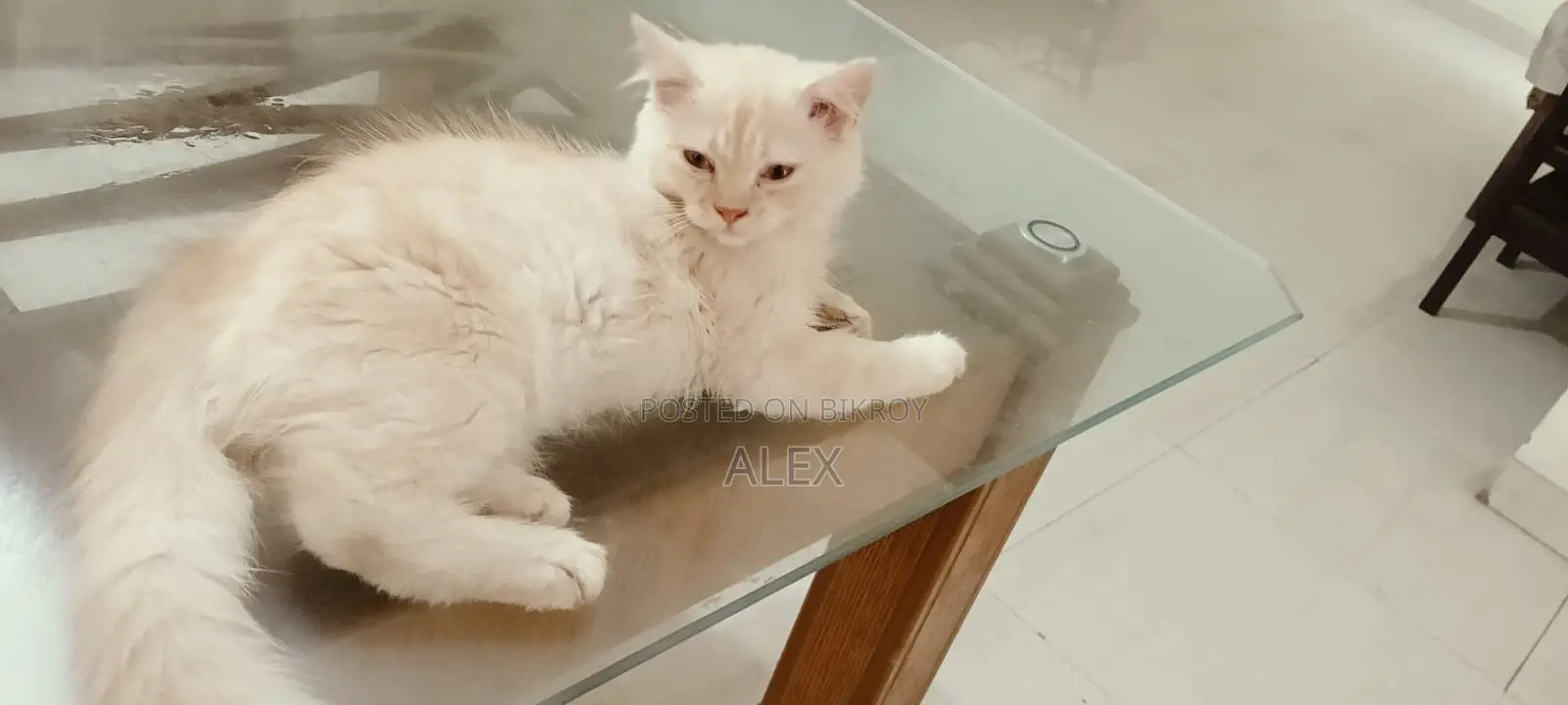পার্সিয়ান ক্যাট