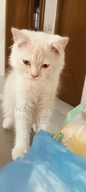 Persian Cat
