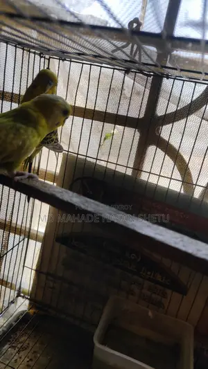 বাজরিগার পাখি