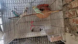 বাজরিগার পাখি