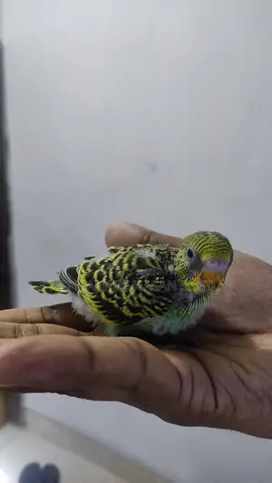 বাজরিগার পাখি