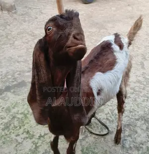 Belcha Tota Pathi Goat