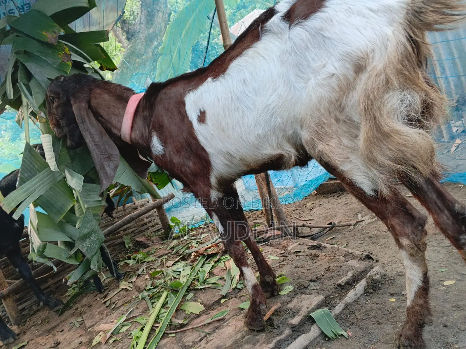Belcha Tota Pathi Goat