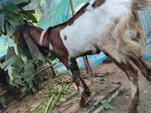Belcha Tota Pathi Goat